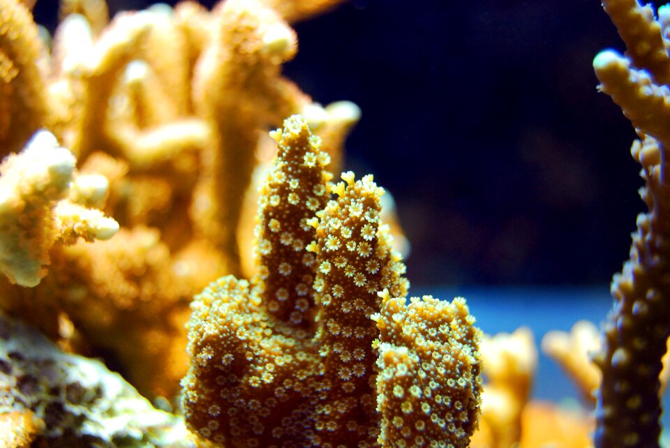 Underwater marine aquatic