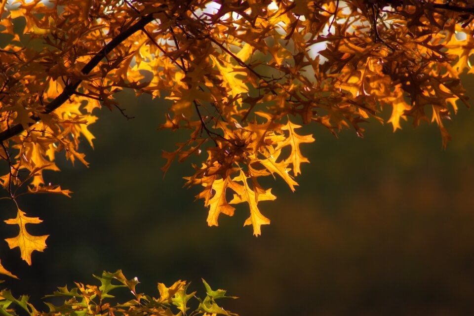 Golden autumn yellow flora
