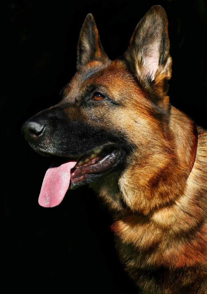 View portrait pets