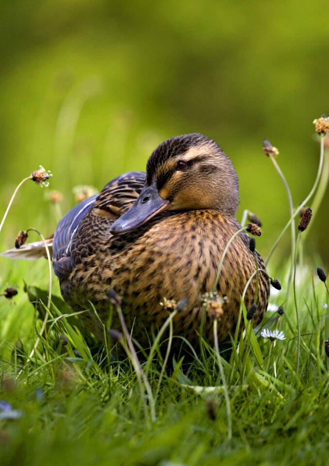 Wildlife wild bird