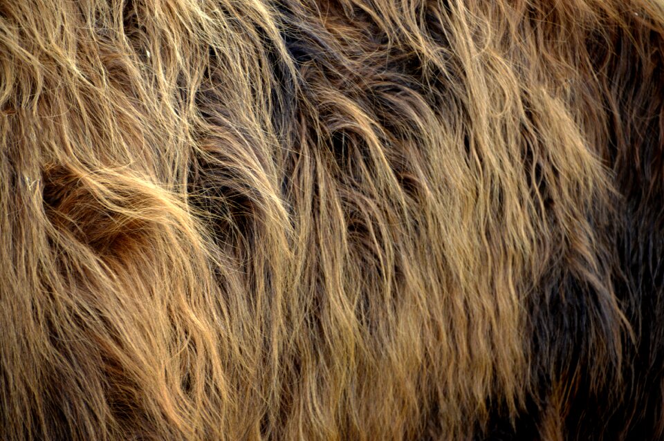 Animal close up no person