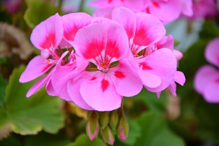 Rose geranium balcony summer flowers photo