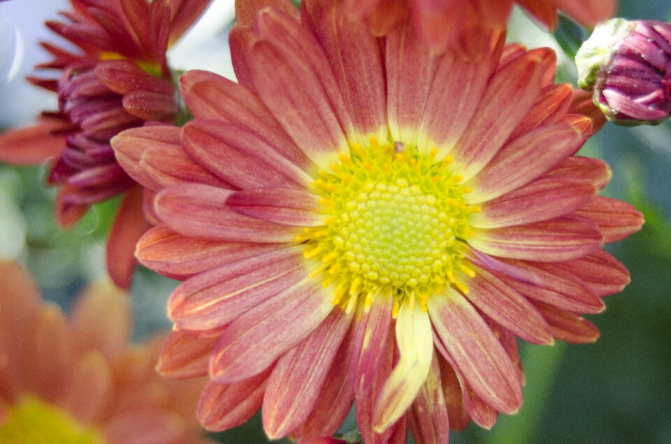 Natural petals flower plants