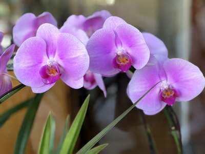 Nature plant orchid