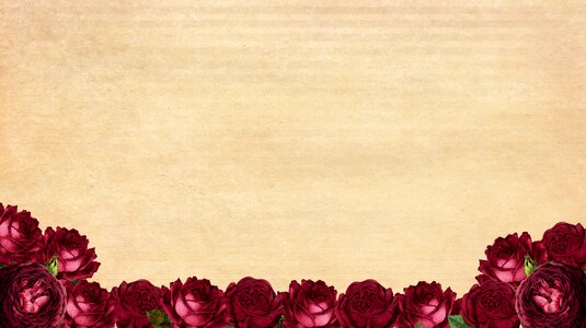 Flowers red red roses