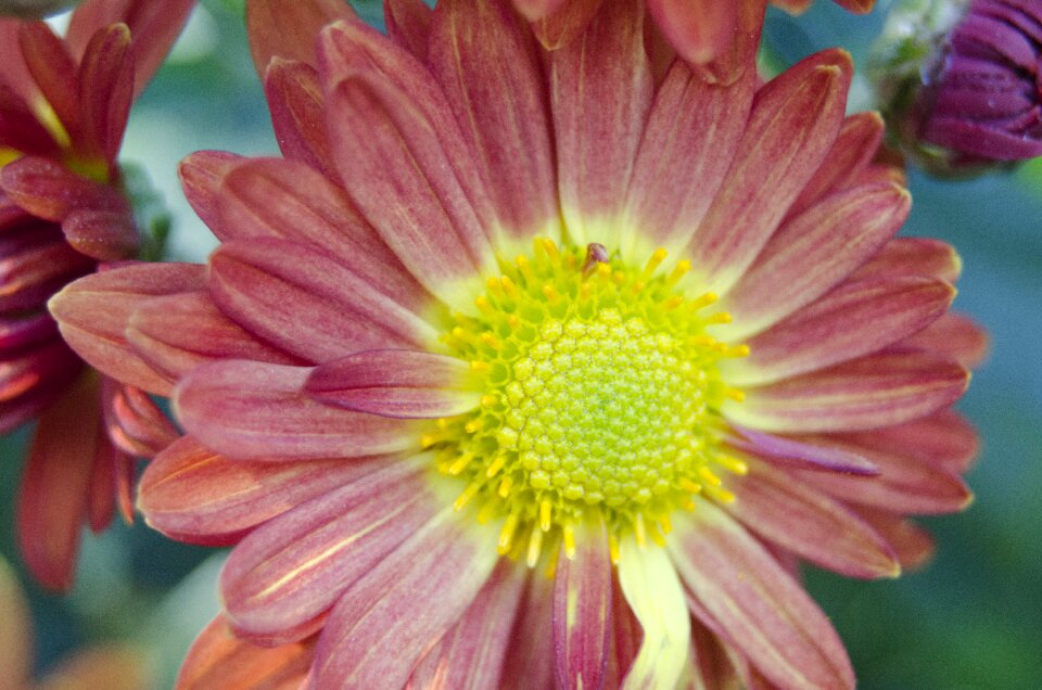 Natural petals flower plants