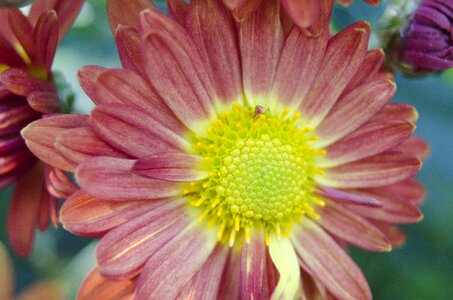 Natural petals flower plants