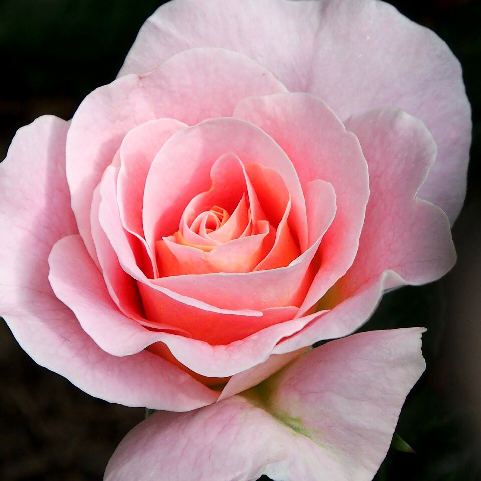 Dieter hausen close up blossom