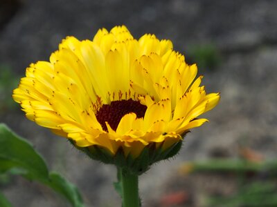 Flowers marigold yellow flower