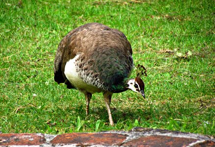 Proud plumage pen photo