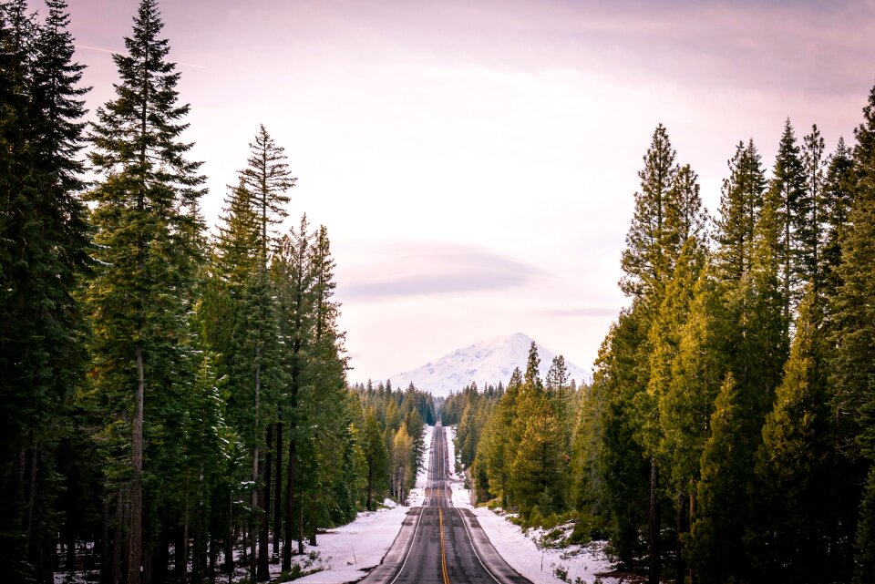 Nature forest fog photo