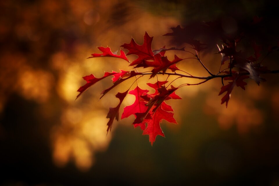 Autumn colorful golden autumn photo