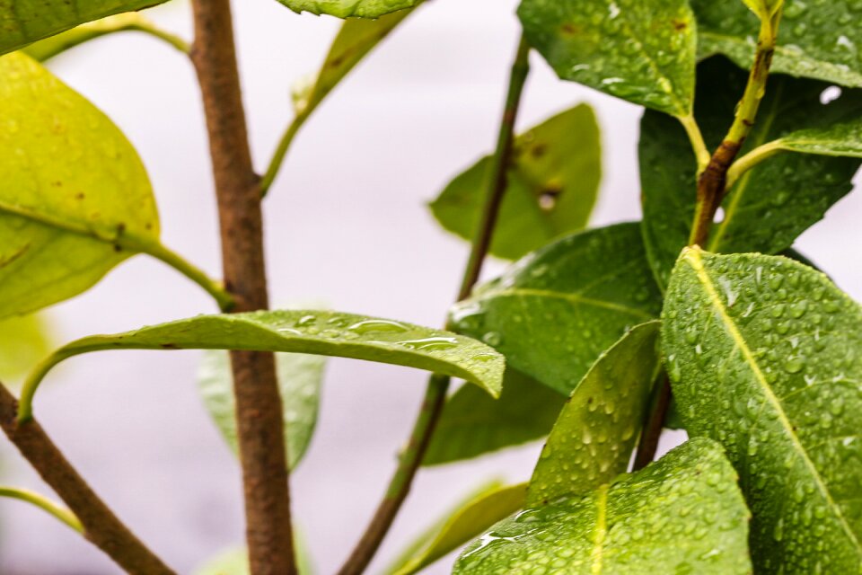 Nature green water drop