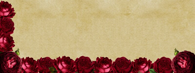 Flowers red red roses
