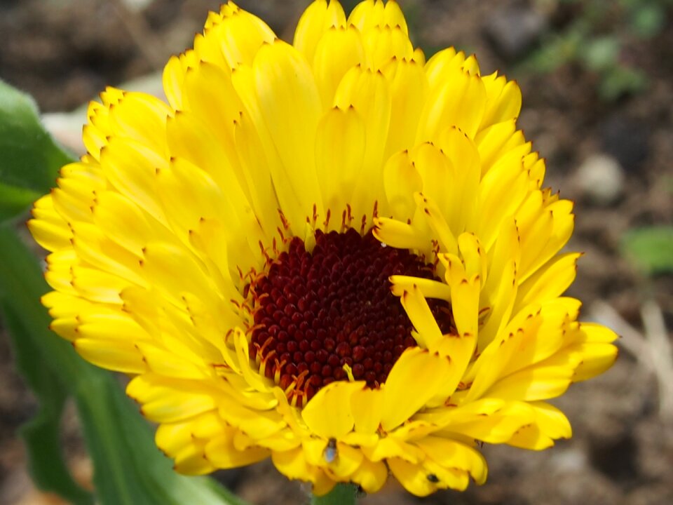 Flowers marigold yellow flower