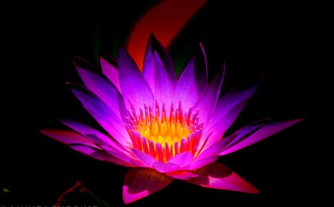 Petal bright lotus photo