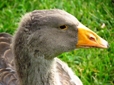 Pen beak fly photo