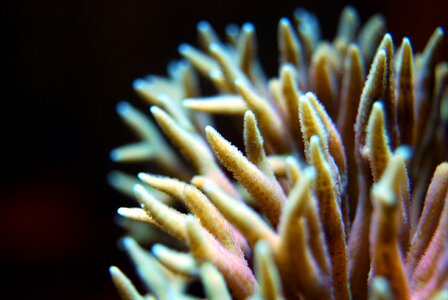 Underwater marine aquatic