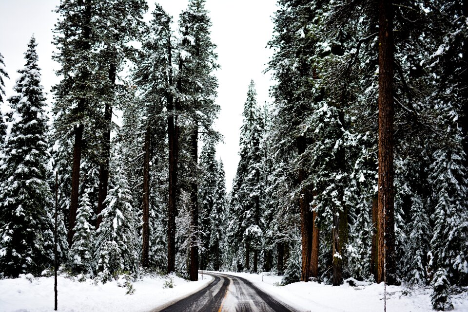 Forest snow winter