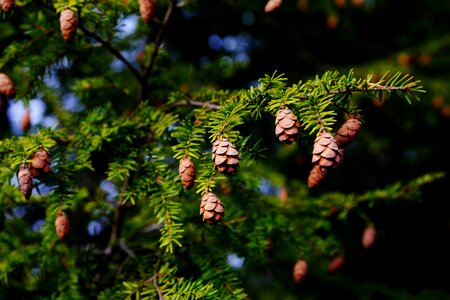 Outdoors flora hemlock