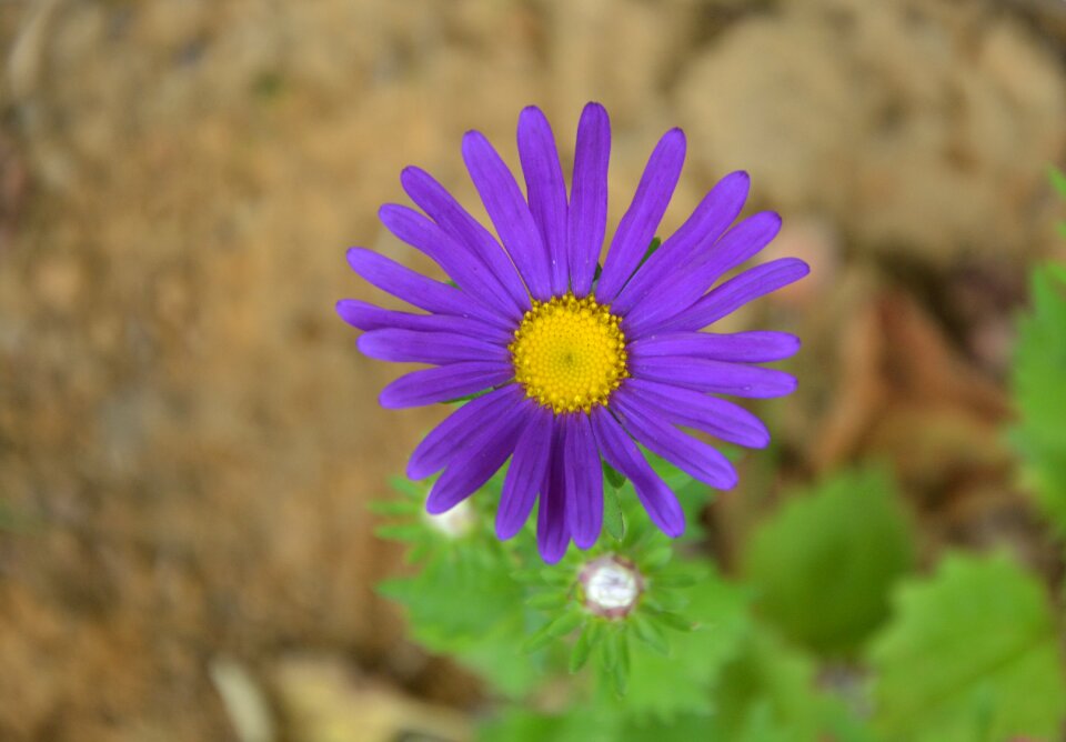 Bouquet nature field