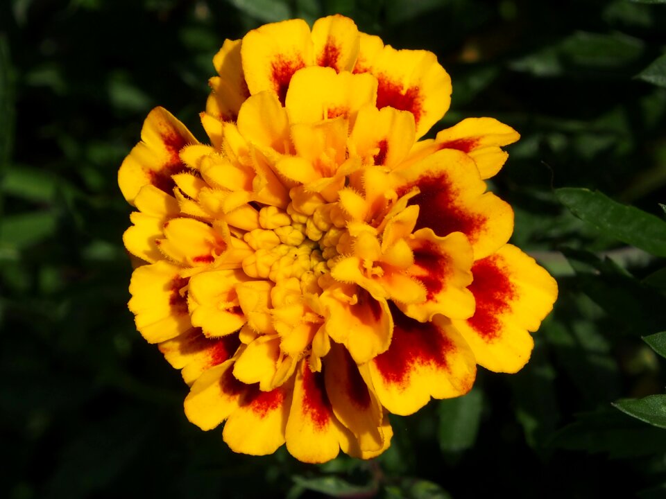 Flowers marigold blossom