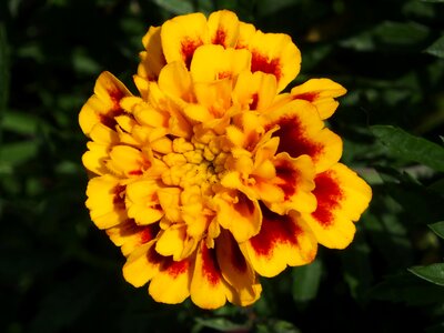 Flowers marigold blossom photo