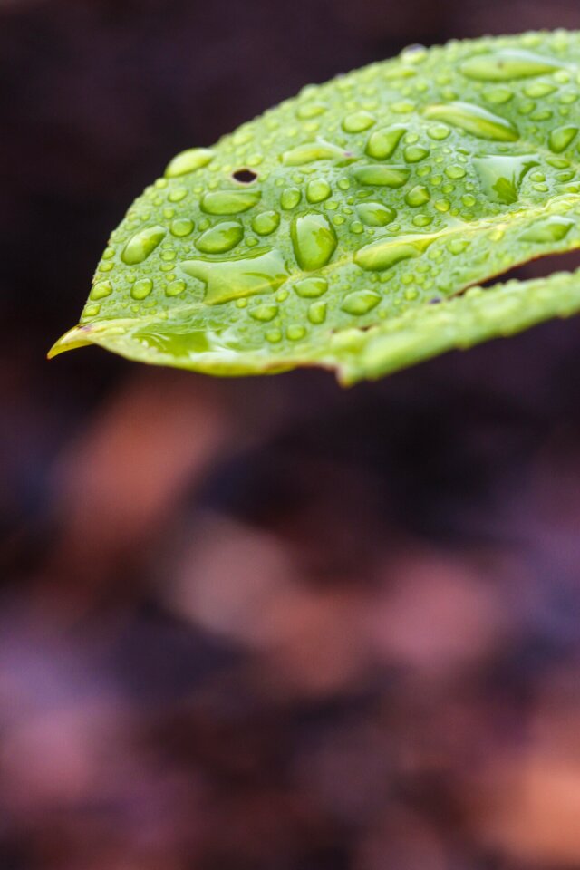 Nature green water drop