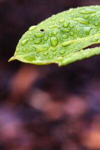 Nature green water drop