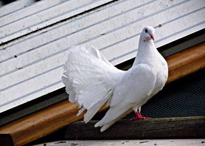 Wings freedom nature photo