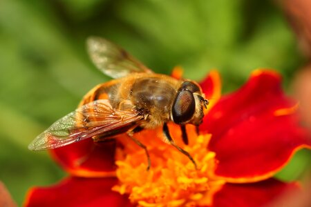 Bee flower pollen photo