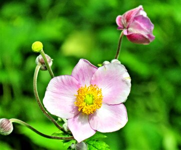 Flower pink flower yellow pollen tubes