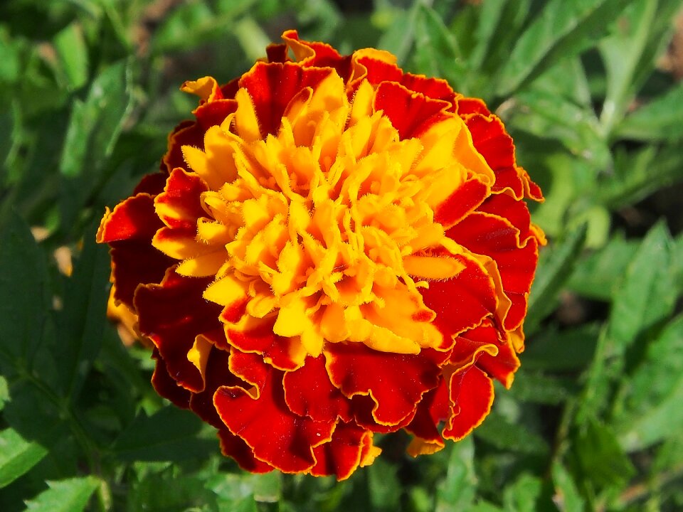Flowers marigold blossom