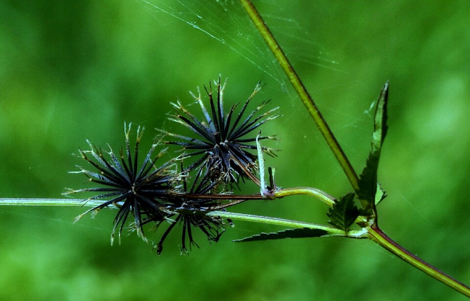 Summer outdoors grass