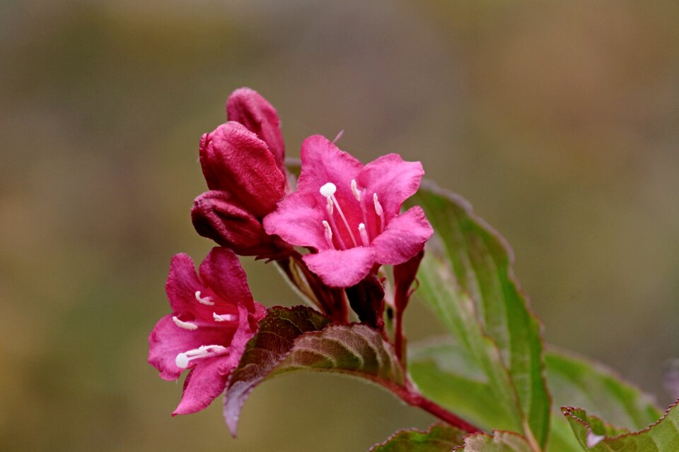 Petals weigela pink flower