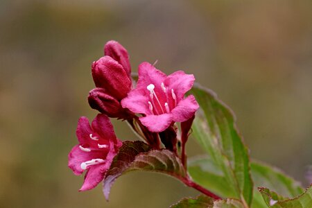 Petals weigela pink flower photo