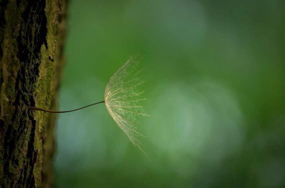 Spring wild flower flying seeds