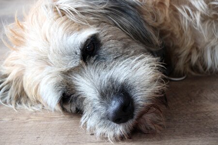 Hybrid nose snout photo