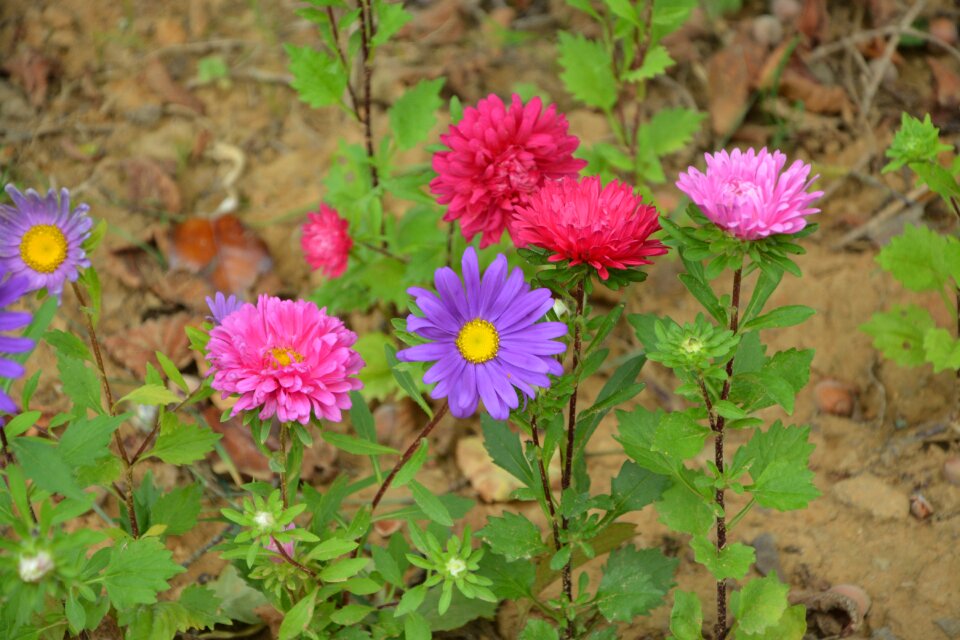 Nature flower garden summer flower