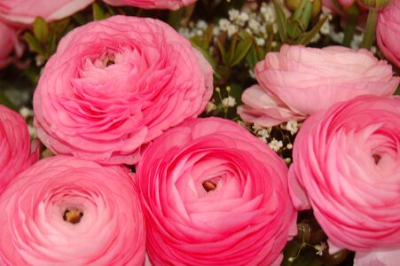 Petal bouquet de fleurs bloom