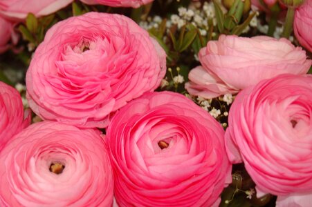 Petal bouquet de fleurs bloom photo