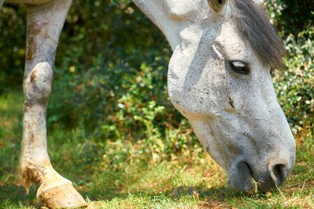 The horses are cute nature