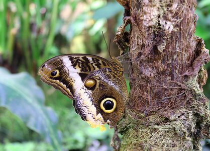 Caligo edelfalter wing