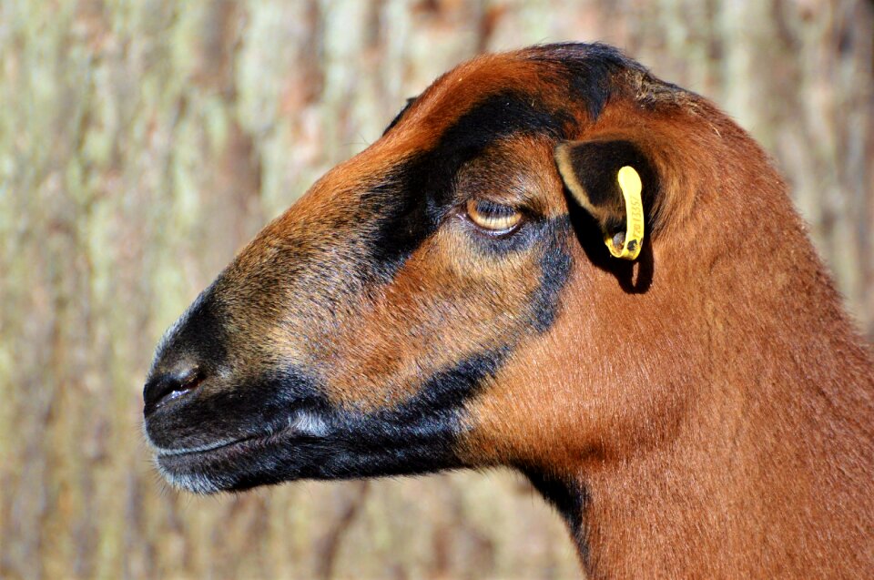 Flock of sheep animal schäfchen