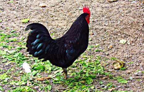 Comb pen beak