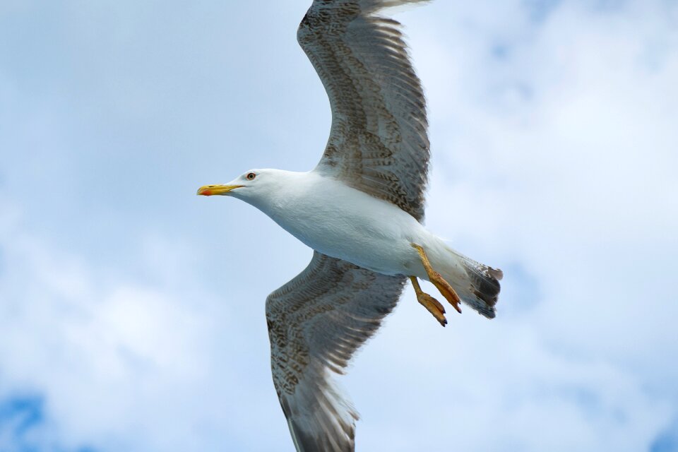 Animal nature gulls