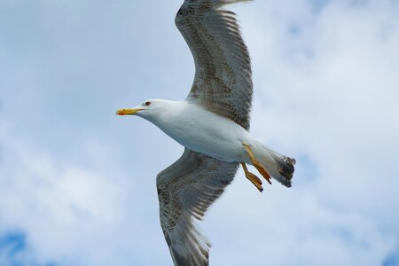 Animal nature gulls