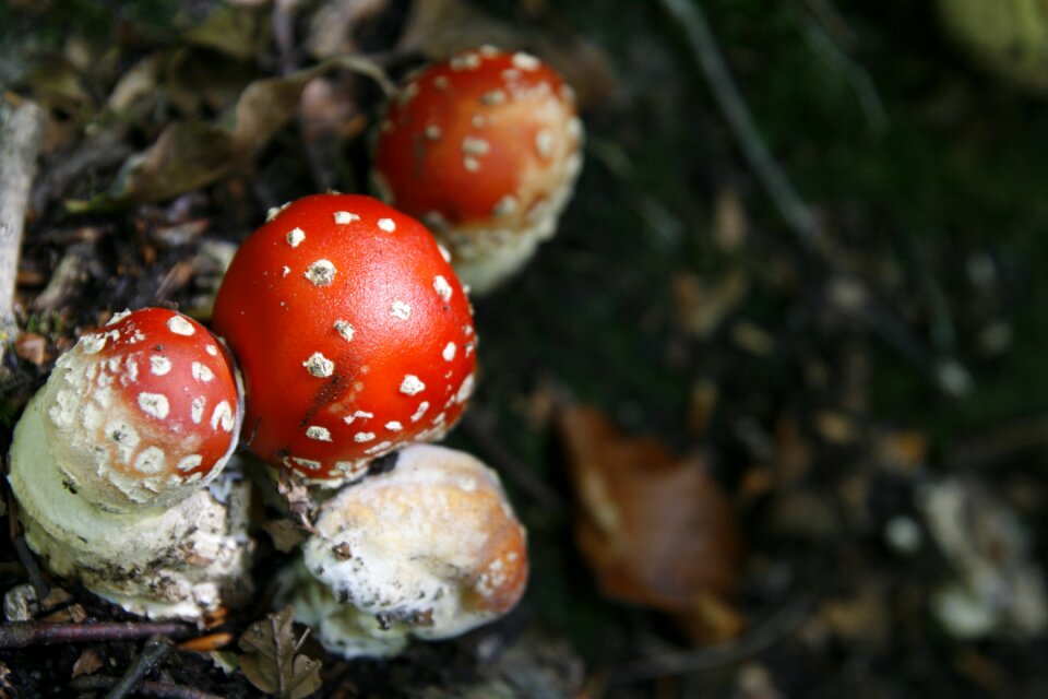 Fungus food outdoor