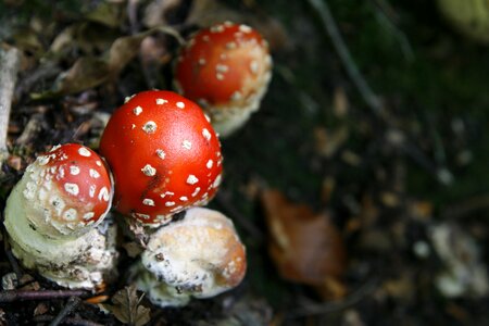 Fungus food outdoor