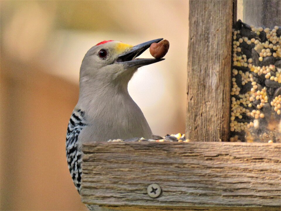 Woodpecker funny wildlife